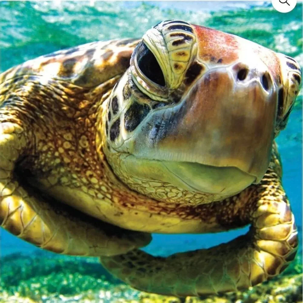 Earthpix Sea Turtle 500 pc Jigsaw Puzzle NEW box stained